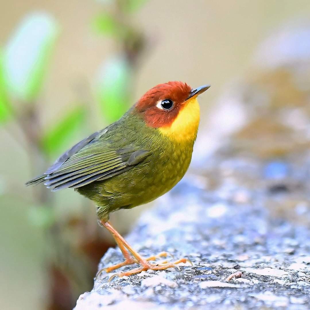 Chestnut-headed Tesia - ML520189211