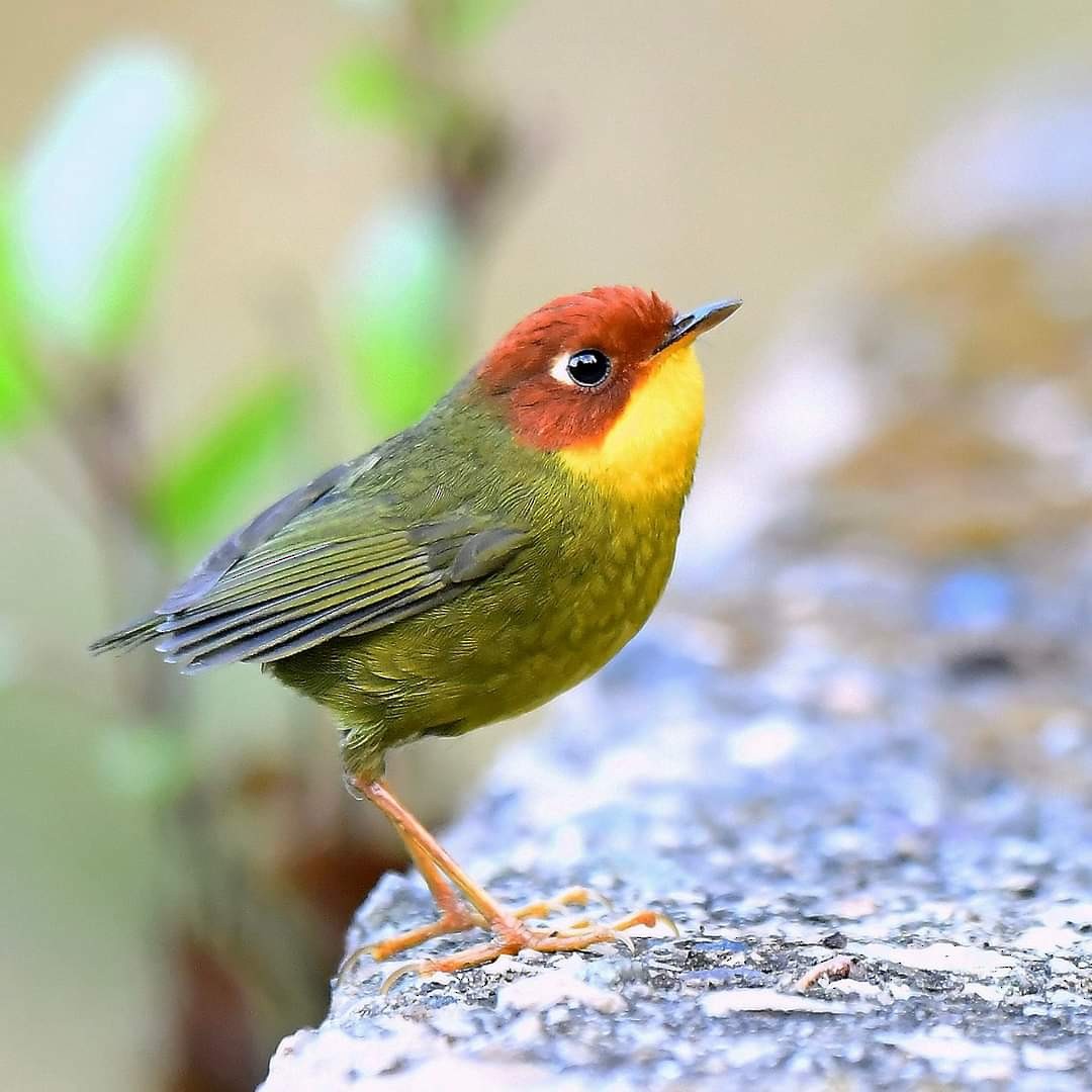 Chestnut-headed Tesia - Latha  Prabhakaran