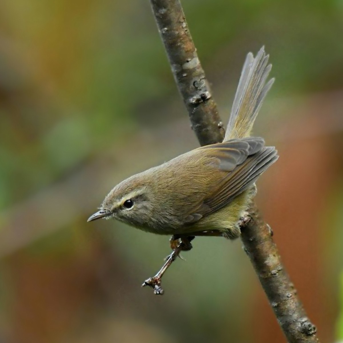 Brownish-flanked Bush Warbler - ML520189321