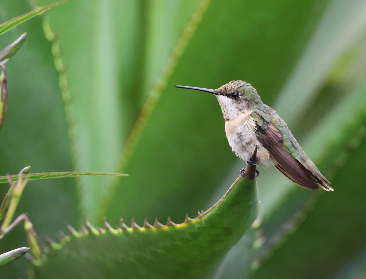 Colibri à gorge rubis - ML520189551