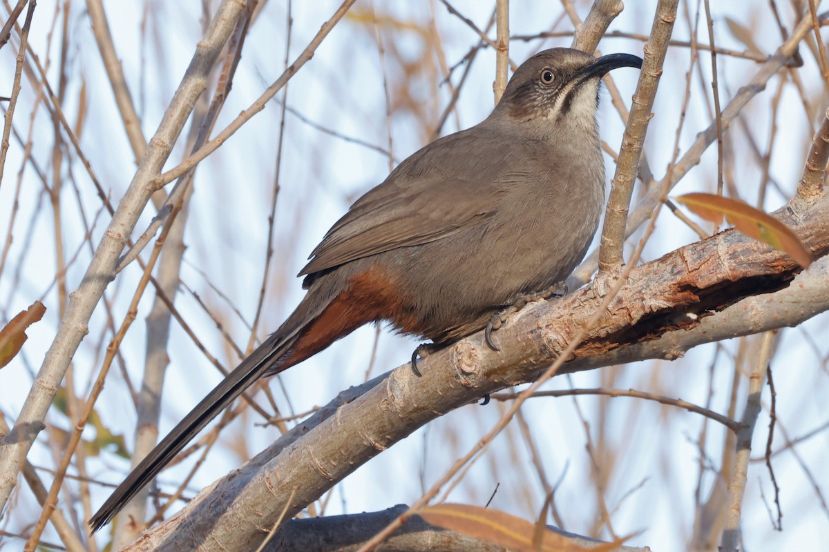 Crissal Thrasher - ML520190431