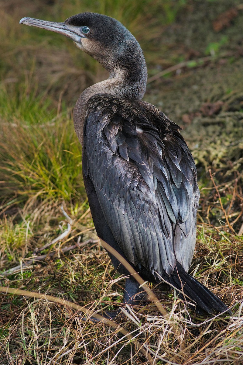 Brandt's Cormorant - Paul Droubay