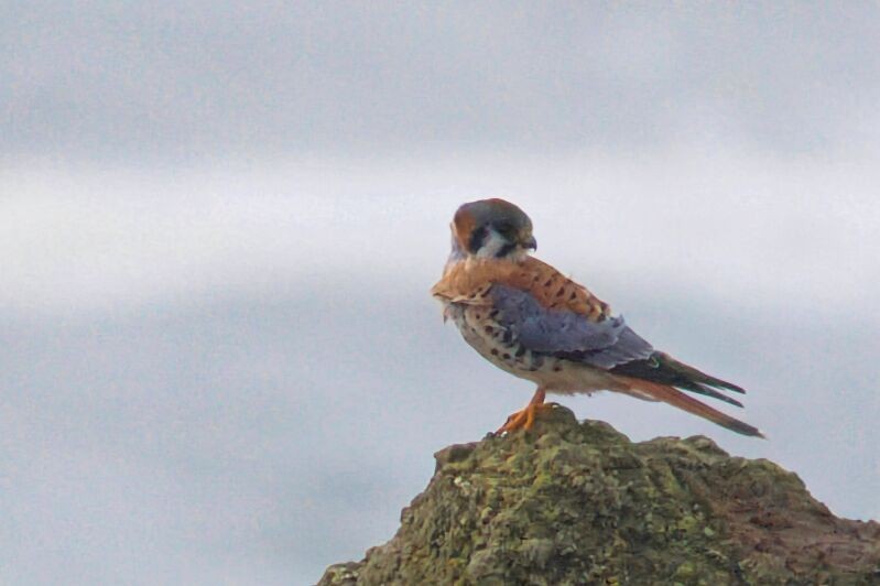 American Kestrel - ML520190651