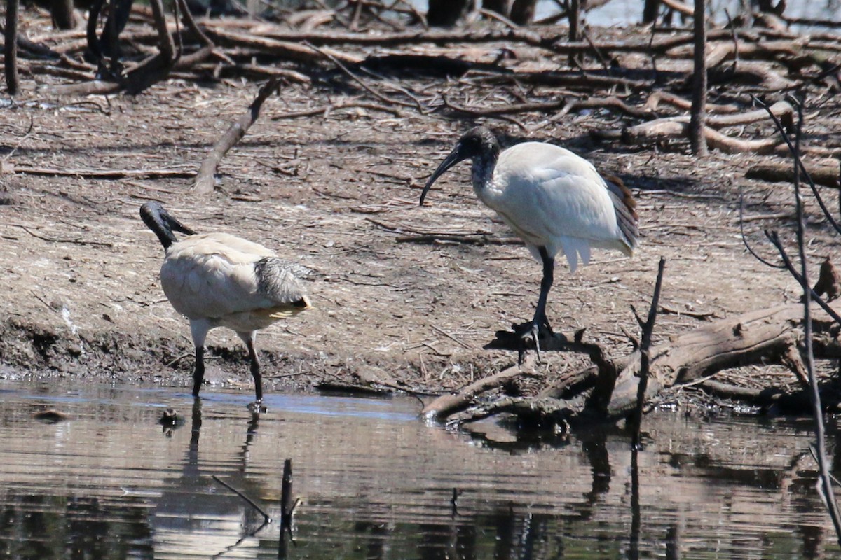 ibis australský - ML520190701