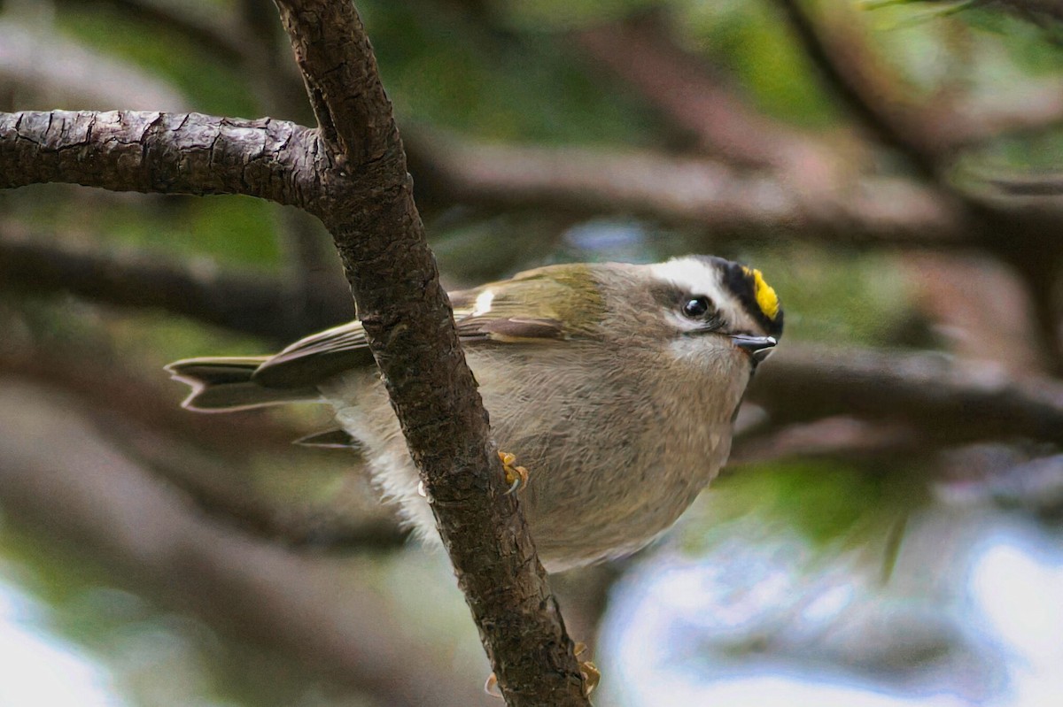 Roitelet à couronne dorée - ML520190711