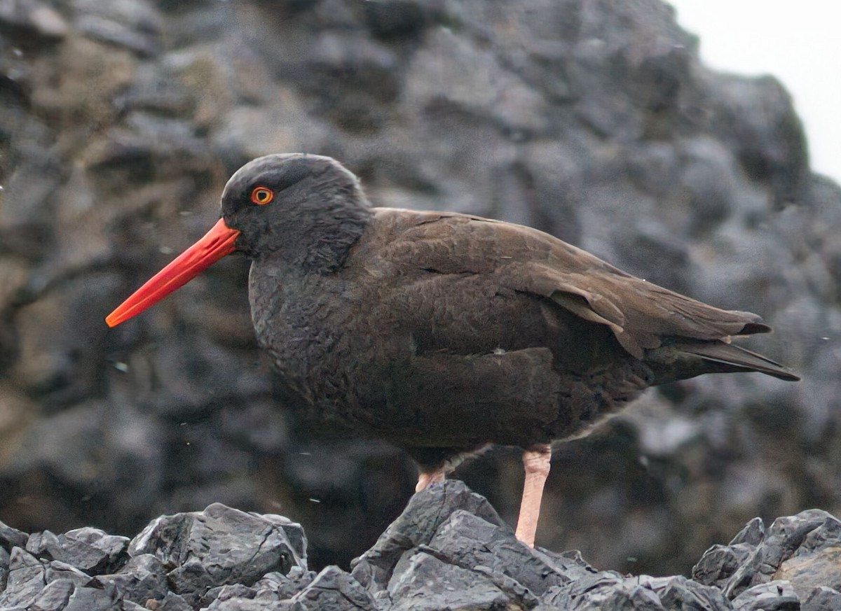 Black Oystercatcher - Paul Droubay