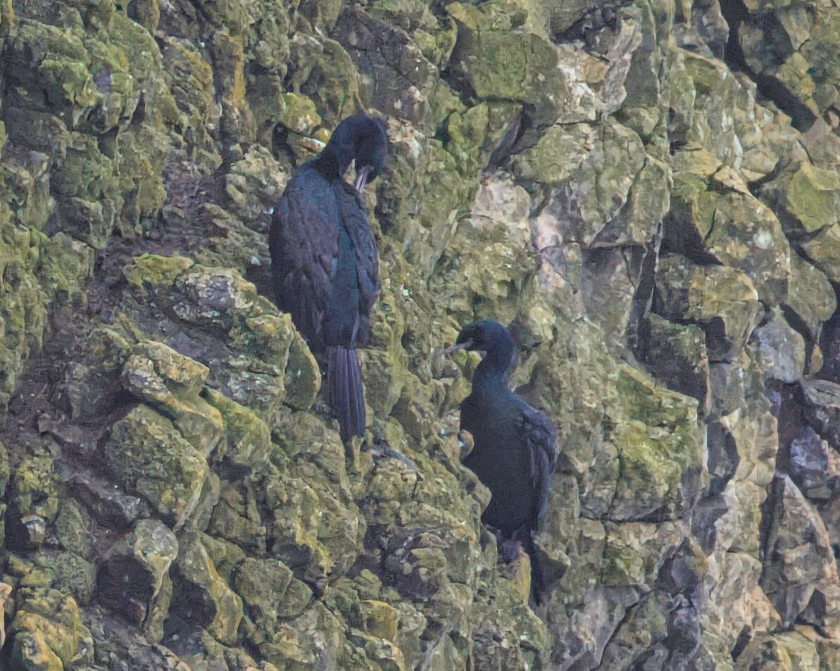 Pelagic Cormorant - ML520191451