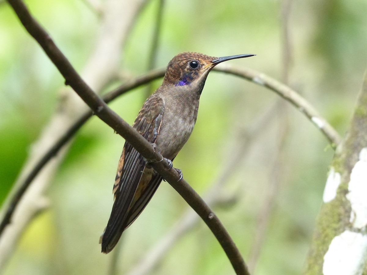 Brown Violetear - ML52019151