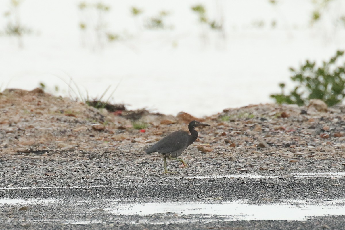 Pacific Reef-Heron - ML520192761