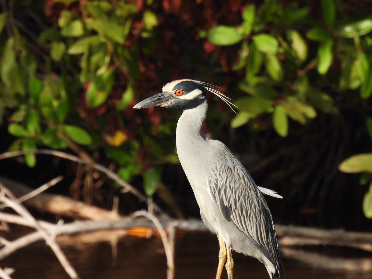 Yellow-crowned Night Heron - ML520194051