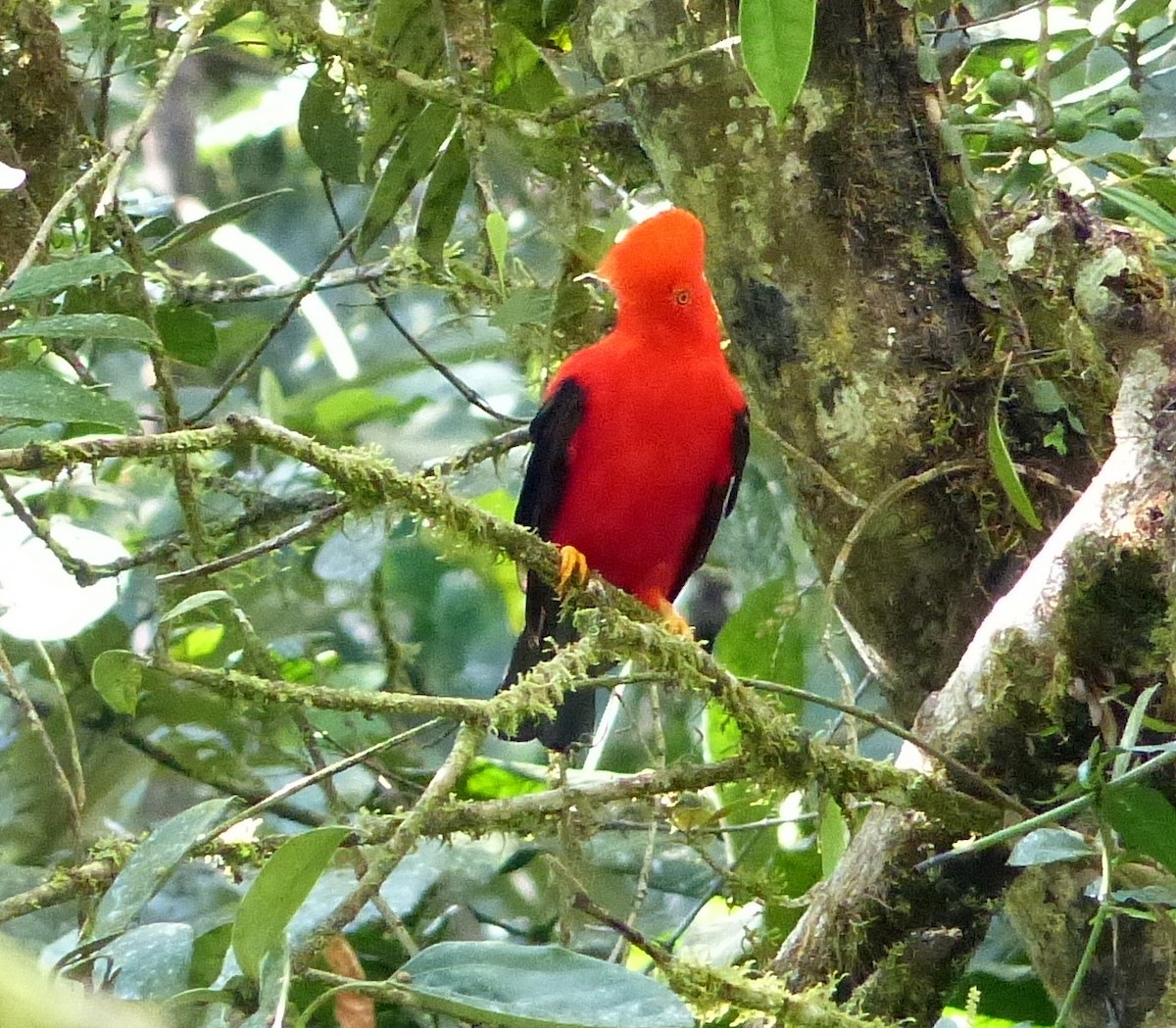 Andean Cock-of-the-rock - ML52019411