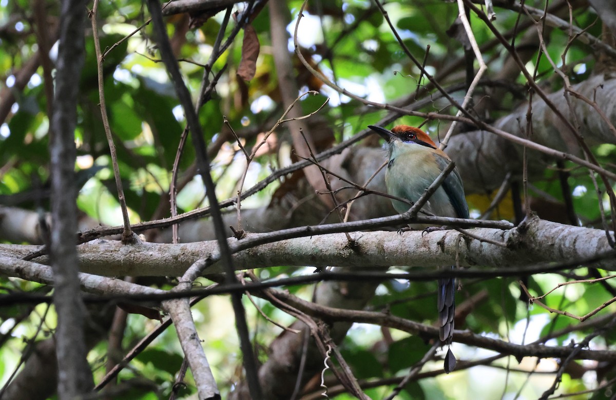 Motmot à tête rousse - ML520194661