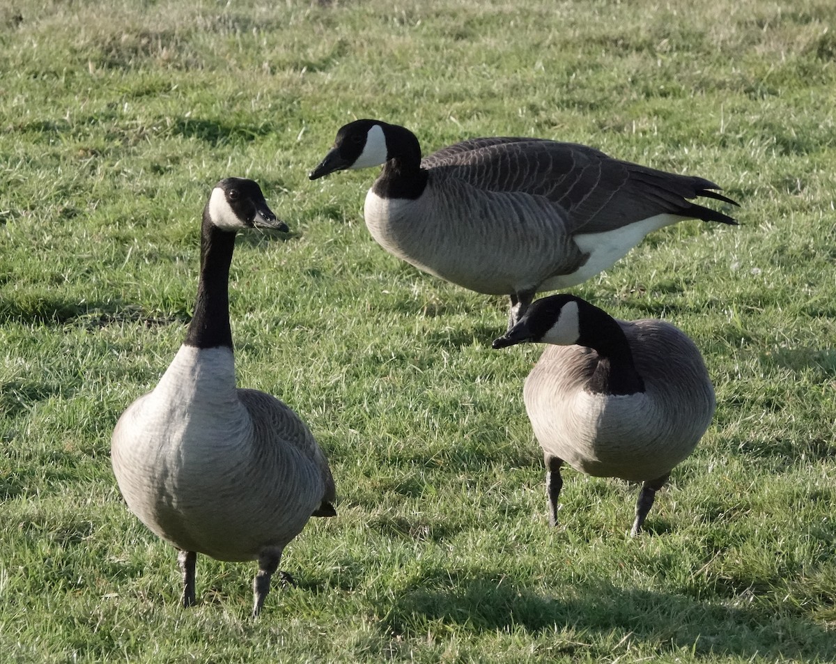 Canada Goose - ML520197731