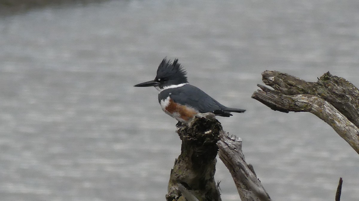 Belted Kingfisher - ML520198851