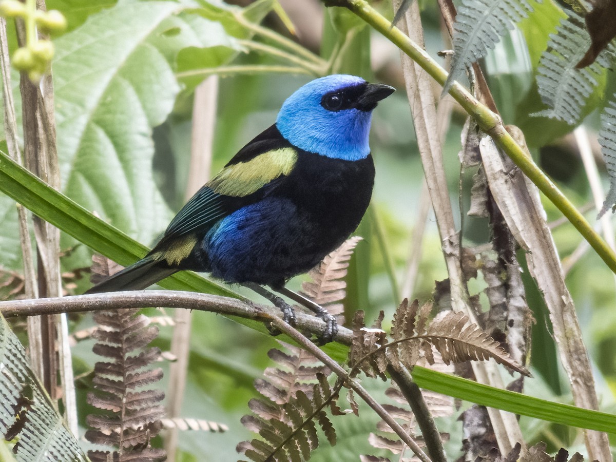Blue-necked Tanager - ML520199071