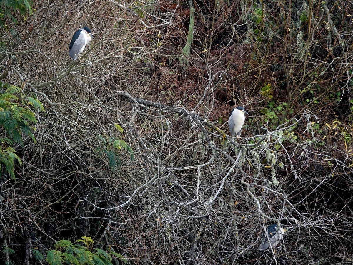 Black-crowned Night Heron - ML520199801