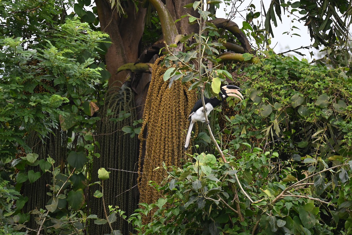 Malabar Pied-Hornbill - Vaishnav Auti