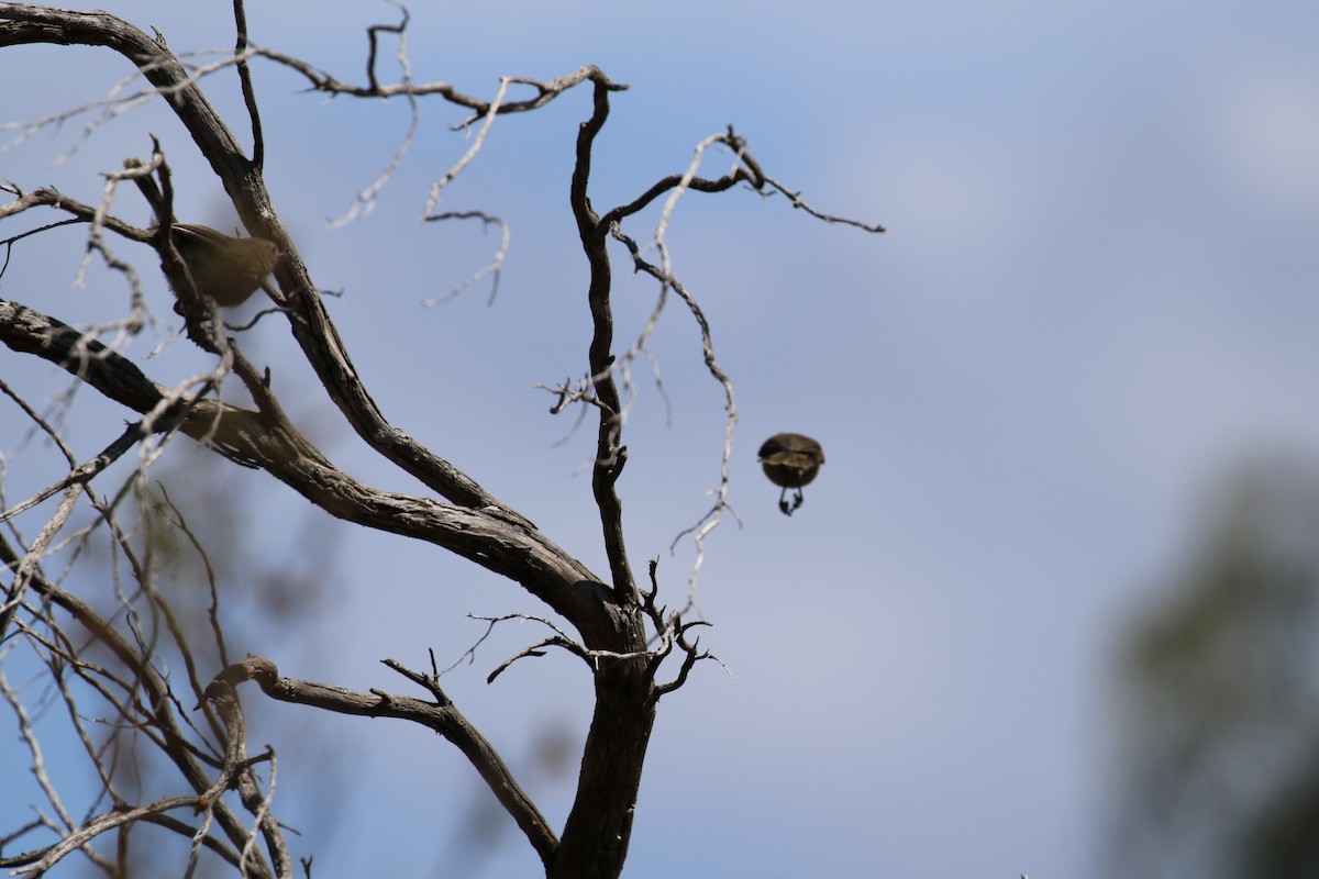 Shy Heathwren - ML520200631