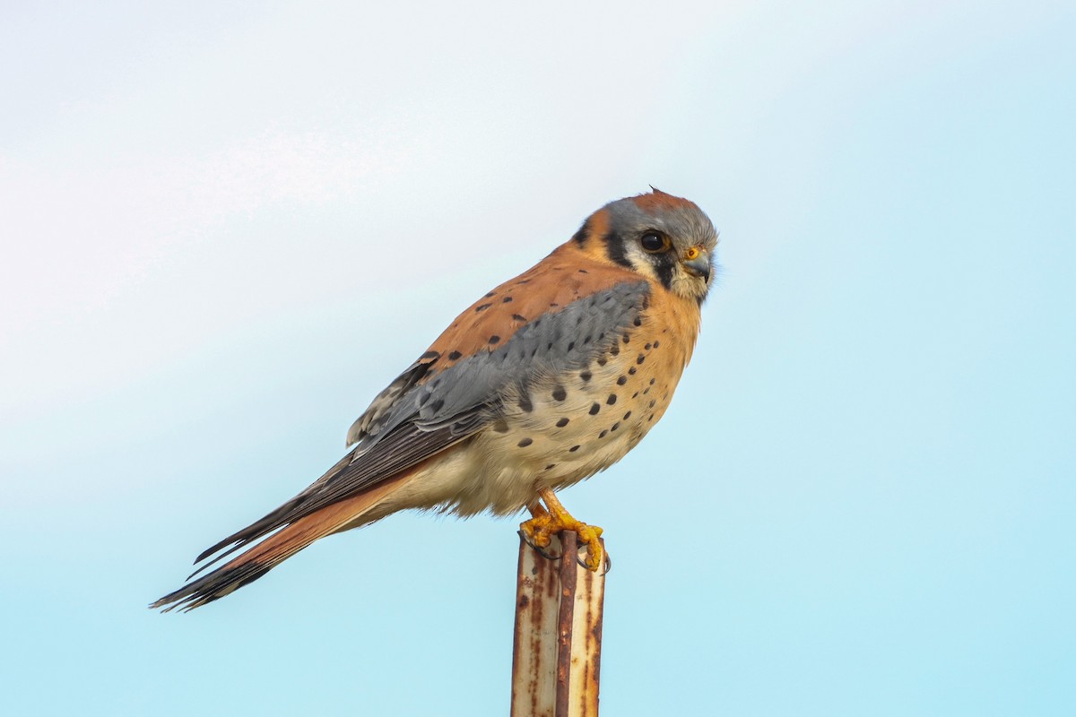 American Kestrel - ML520200771