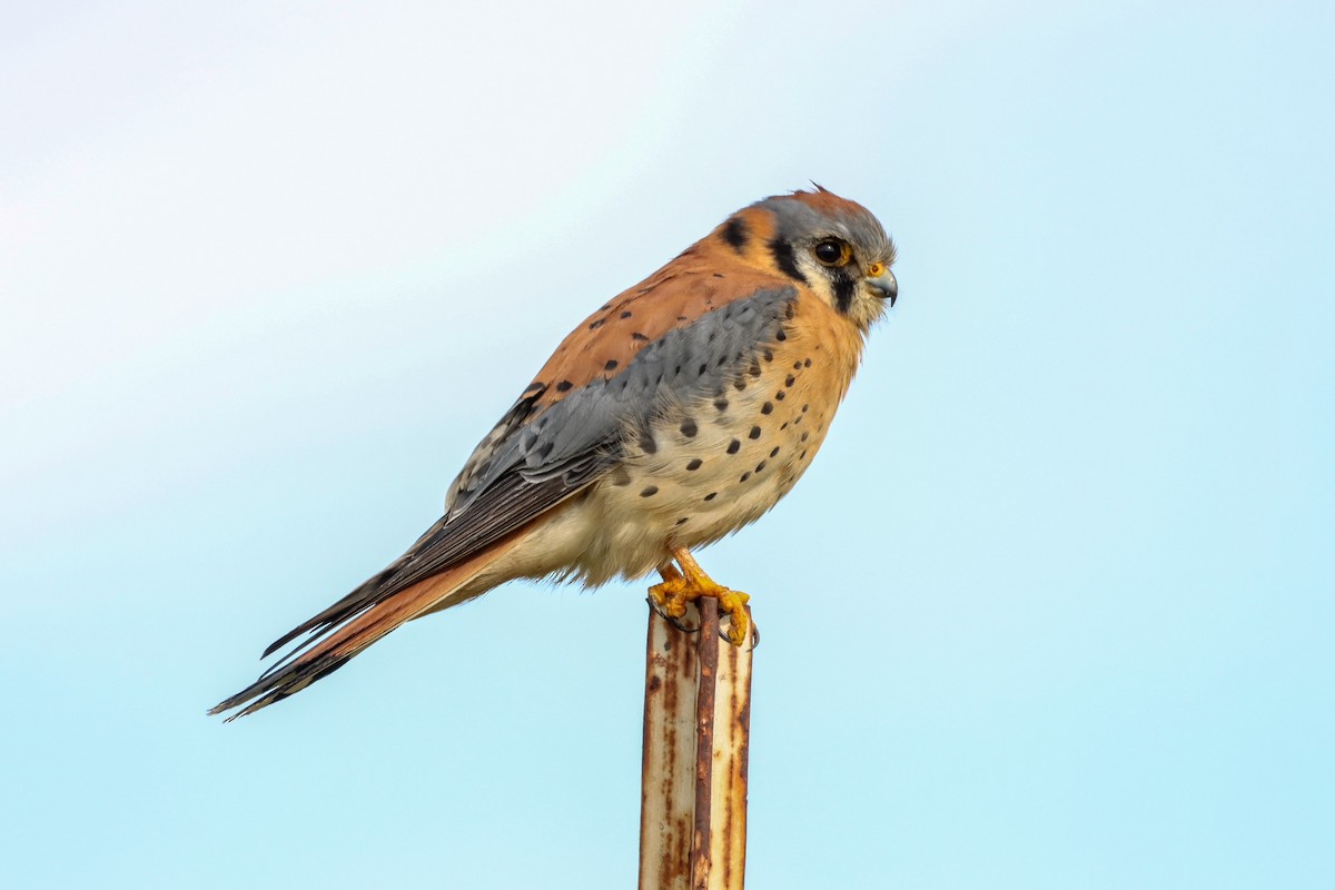 American Kestrel - ML520200781