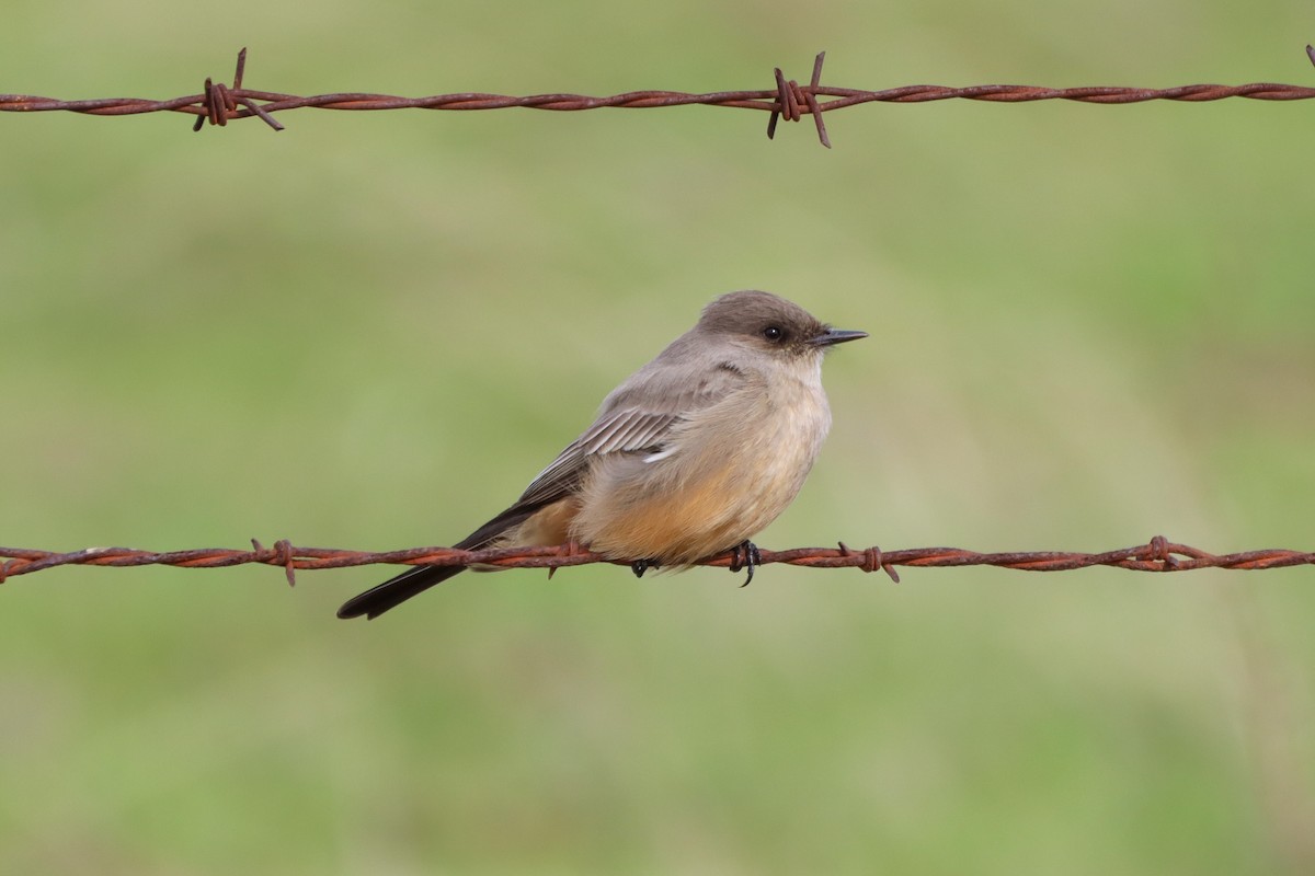 Say's Phoebe - ML520200821