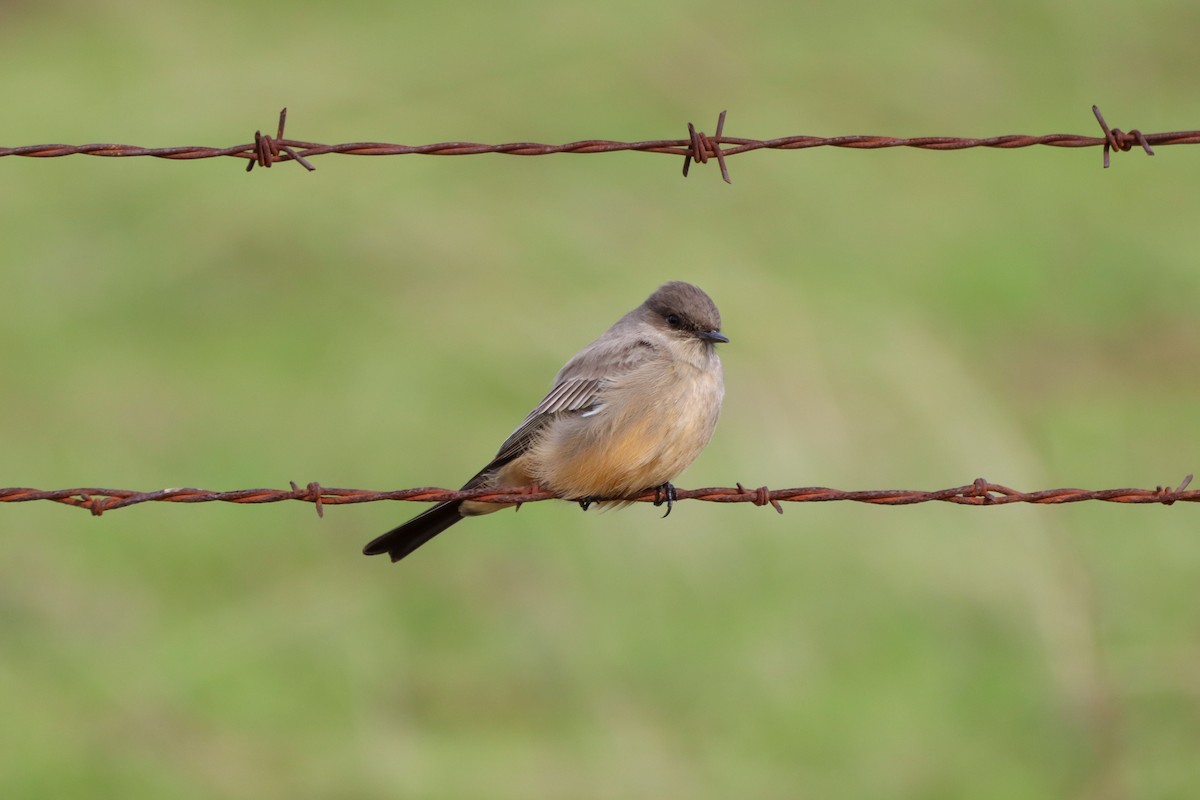 Say's Phoebe - ML520200831