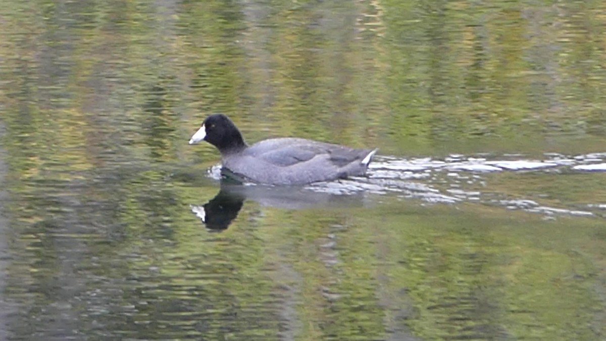 American Coot - Justin Carrington