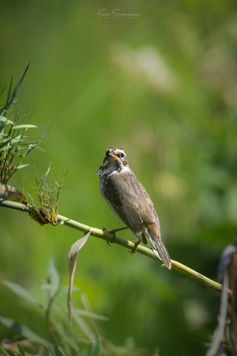 Blaukehlchen - ML520203431