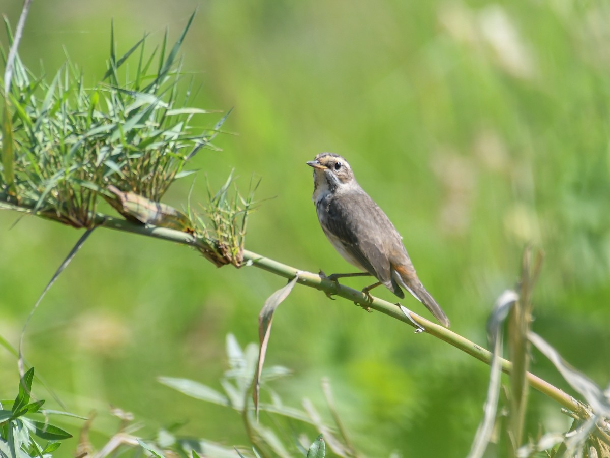 Bluethroat - ML520203441