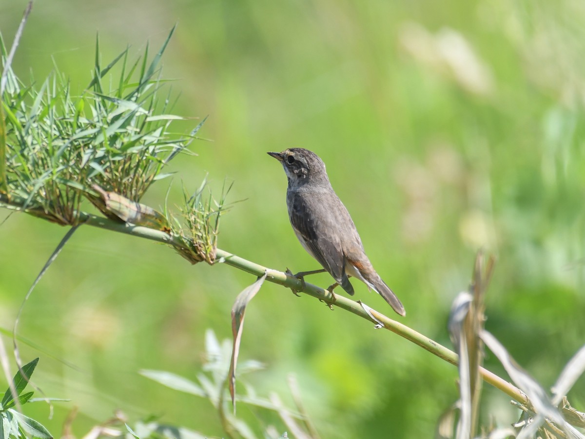 Bluethroat - ML520203451