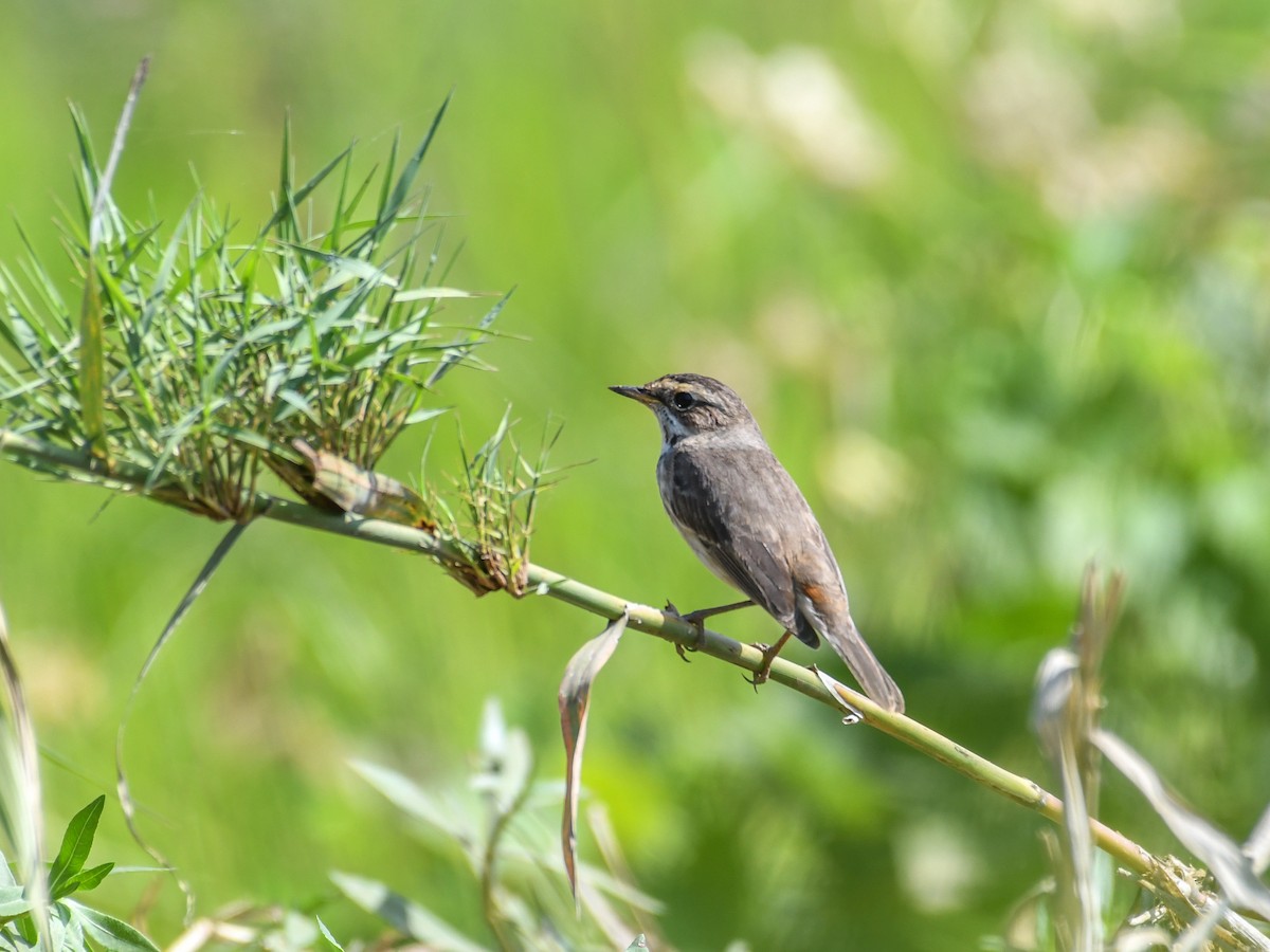 Bluethroat - ML520203461