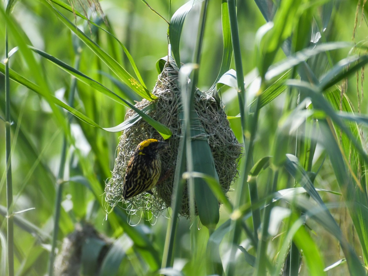 Streaked Weaver - ML520203651