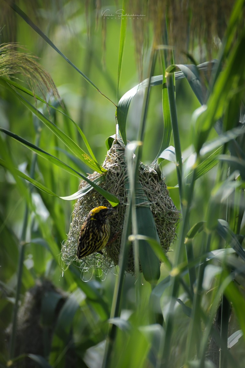 Streaked Weaver - ML520203661