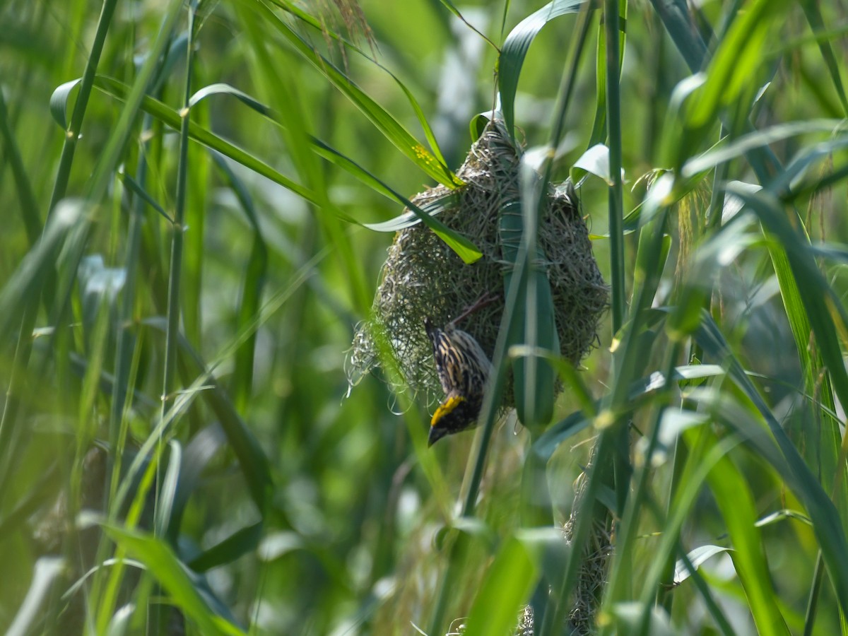 Streaked Weaver - ML520203671