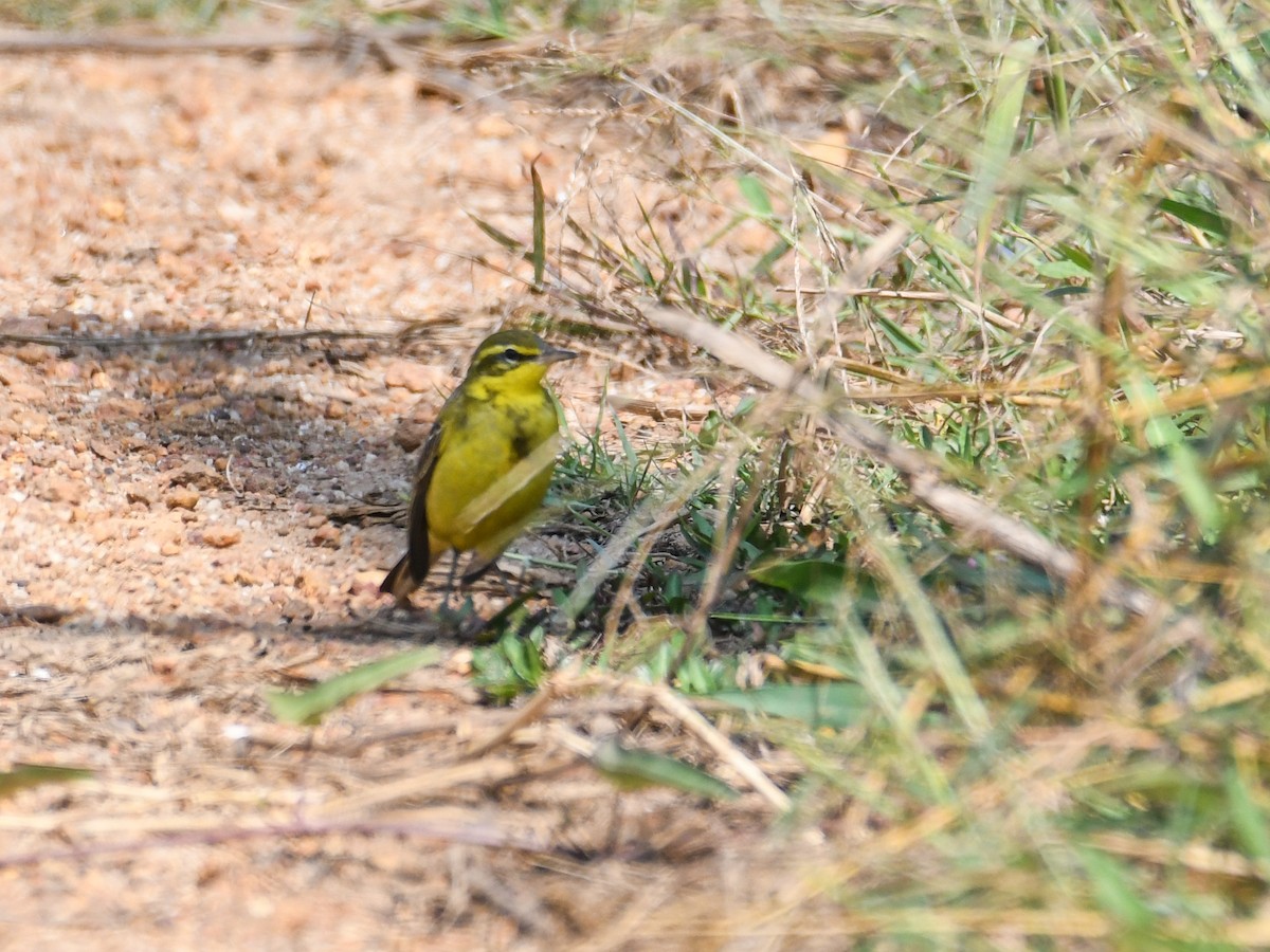 Western Yellow Wagtail - ML520203831