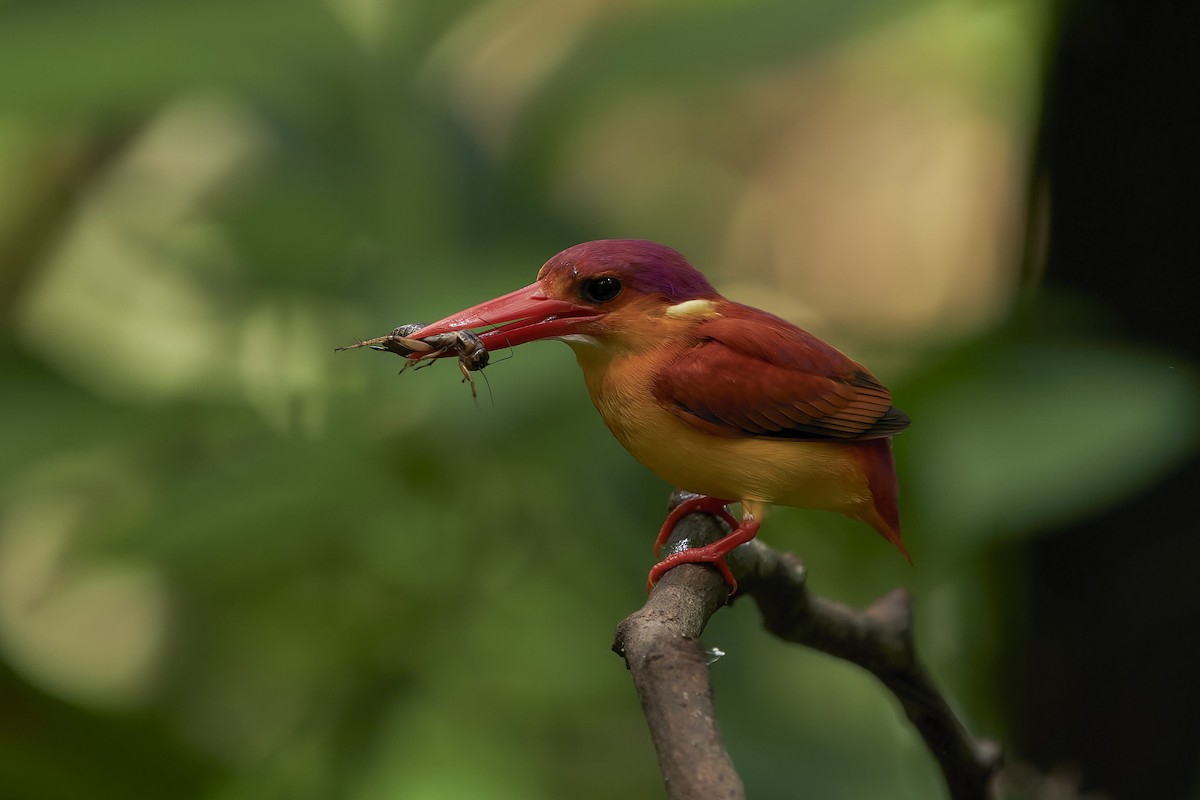 Rufous-backed Dwarf-Kingfisher - ML520204121