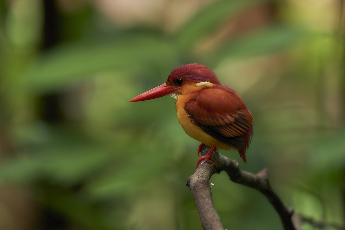 Rufous-backed Dwarf-Kingfisher - krishna gopagondanahalli