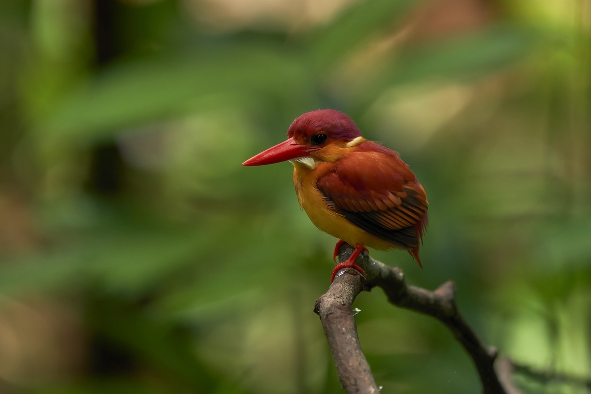 Rufous-backed Dwarf-Kingfisher - ML520204141