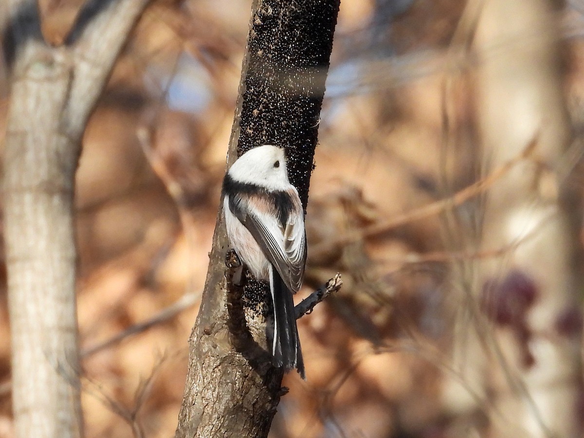 Long-tailed Tit (caudatus) - ML520204161