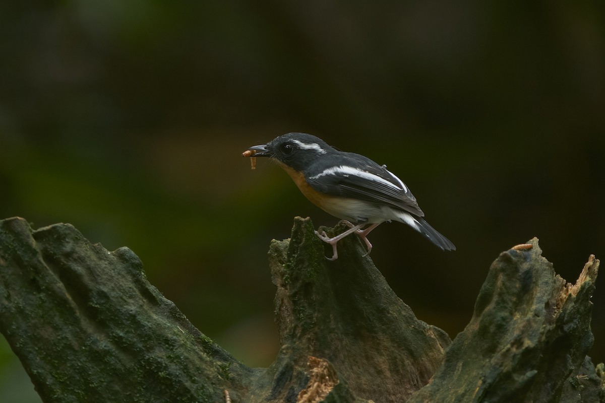 Rufous-chested Flycatcher - ML520204871