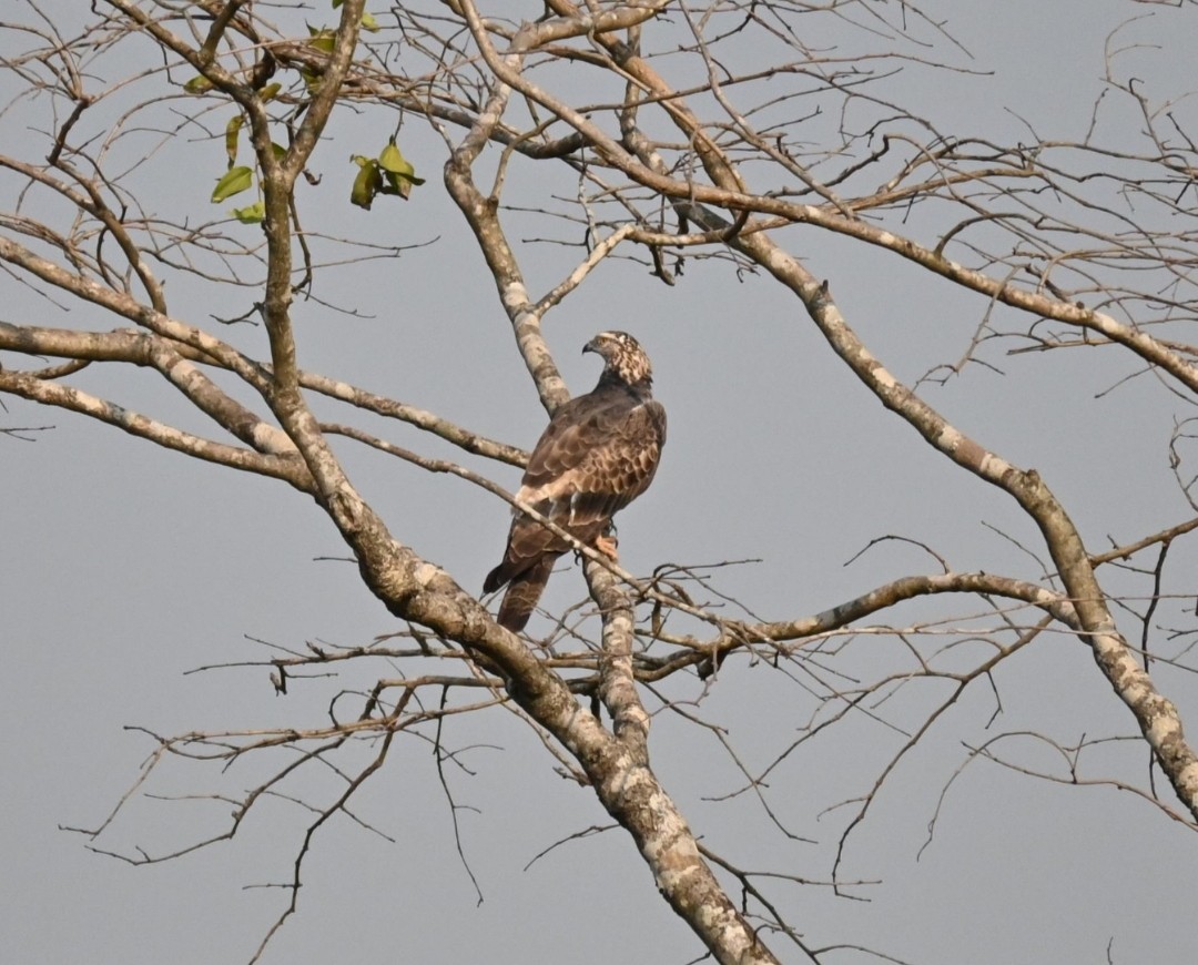 Crested Serpent-Eagle - Vaishnav Auti
