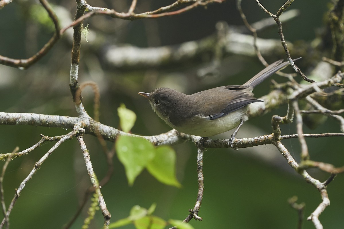 Blue-winged Minla - krishna gopagondanahalli