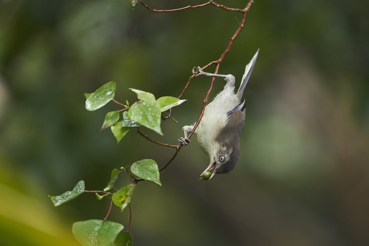 Blue-winged Minla - krishna gopagondanahalli