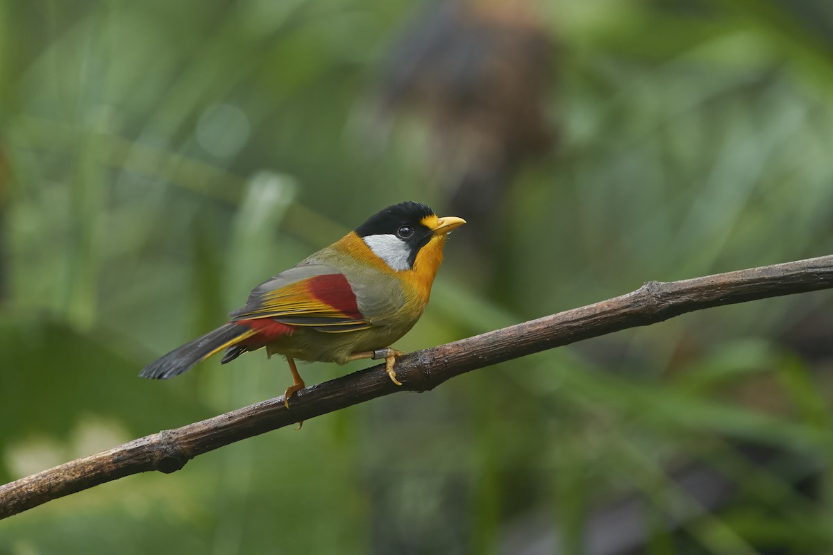 Silver-eared Mesia - krishna gopagondanahalli