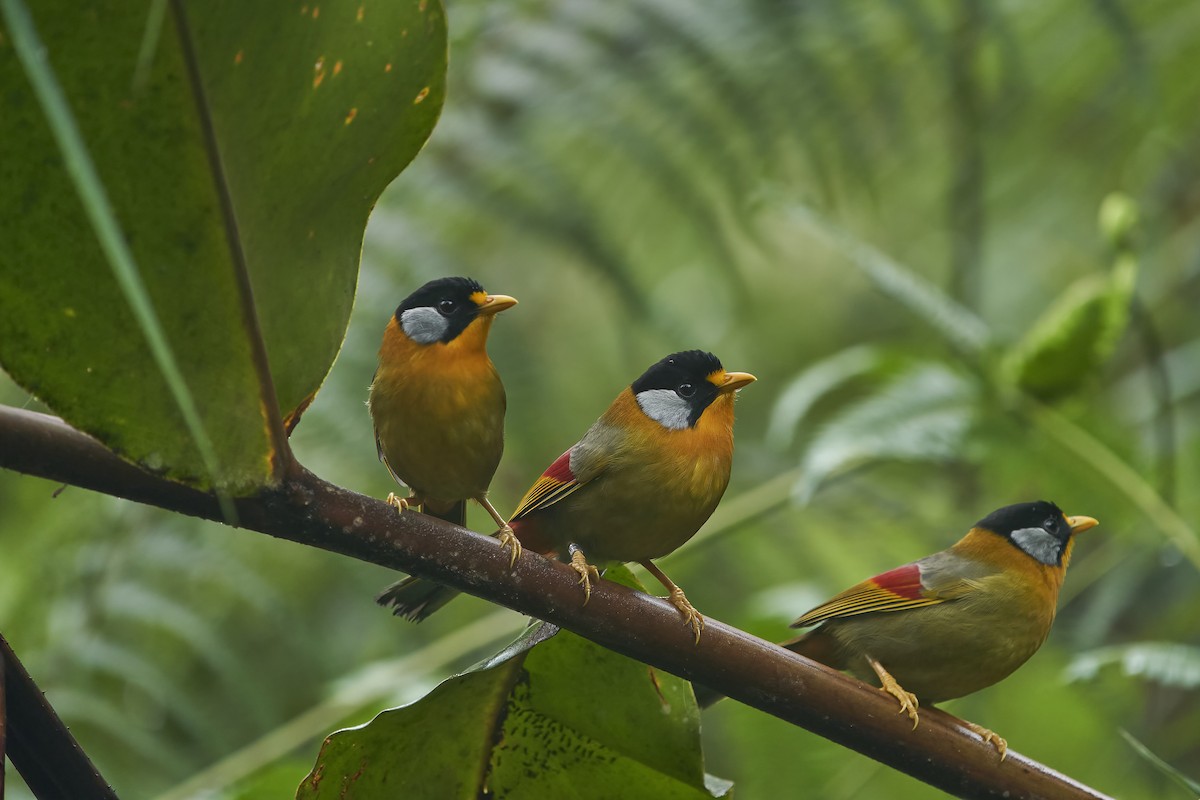 Silver-eared Mesia - krishna gopagondanahalli