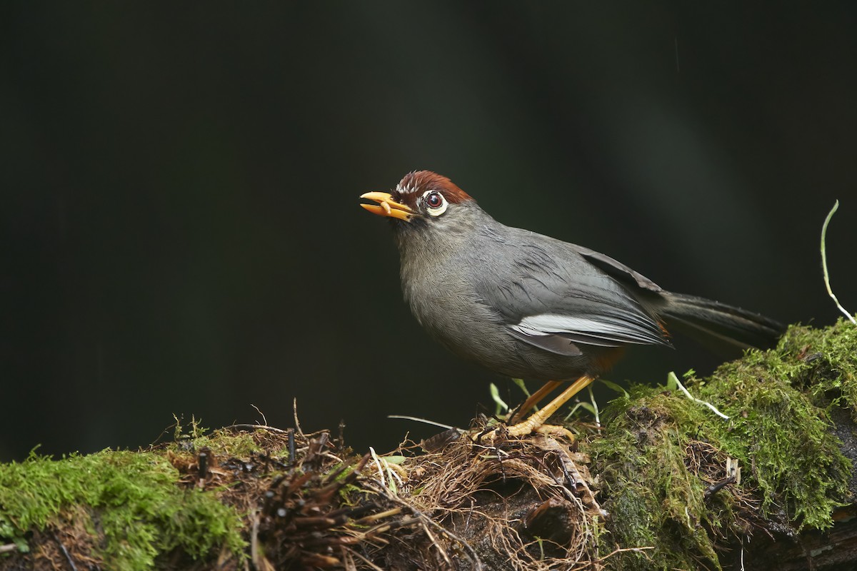 Chestnut-capped Laughingthrush - krishna gopagondanahalli