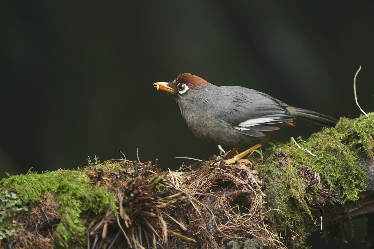 Chestnut-capped Laughingthrush - krishna gopagondanahalli