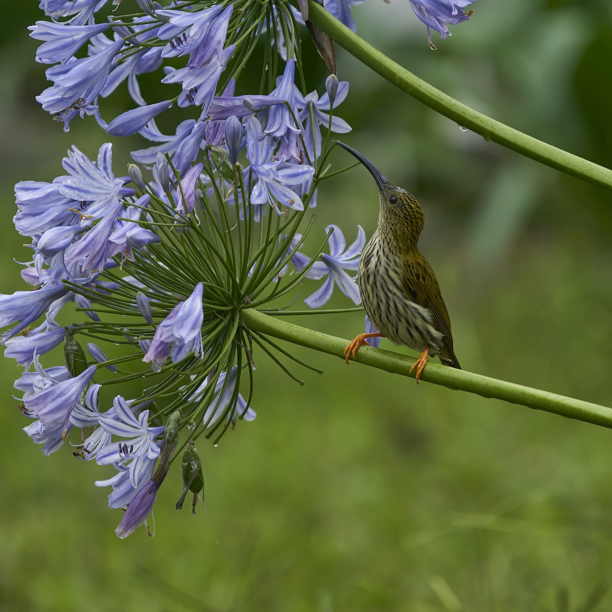 Streaked Spiderhunter - krishna gopagondanahalli