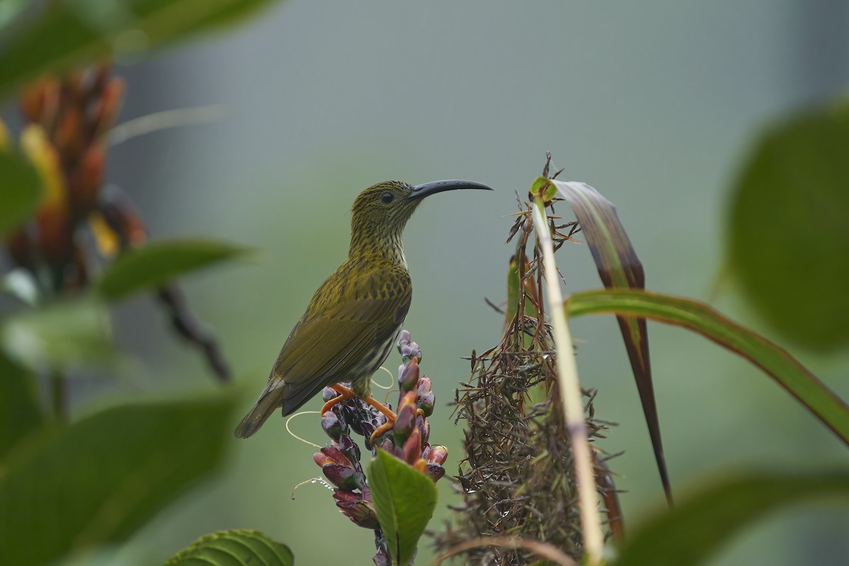 Streaked Spiderhunter - krishna gopagondanahalli