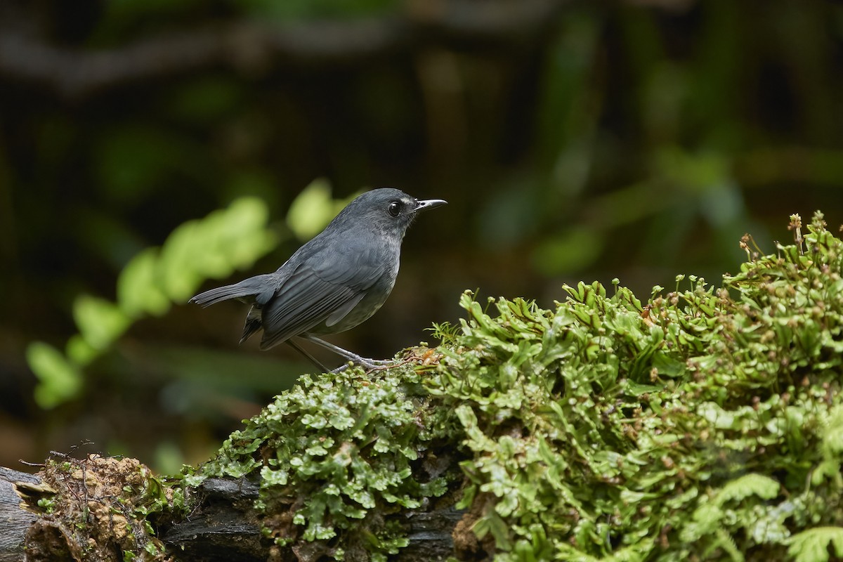 Lesser Shortwing - krishna gopagondanahalli